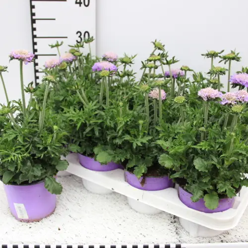 Scabiosa blau Mariposa 13 H20 