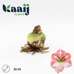 Amaryllis Zwiebel Salmon rosa 28 cm