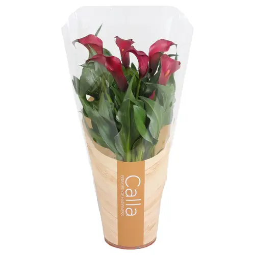 Calla rot/lila 4+ T13 H040