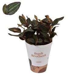 Ludisia Discolor T12 H35