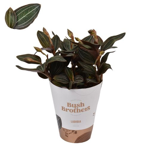 Ludisia Discolor T12 H35