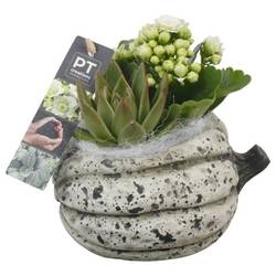 Kal.Arr PTHI5489 Herbst T15 H016