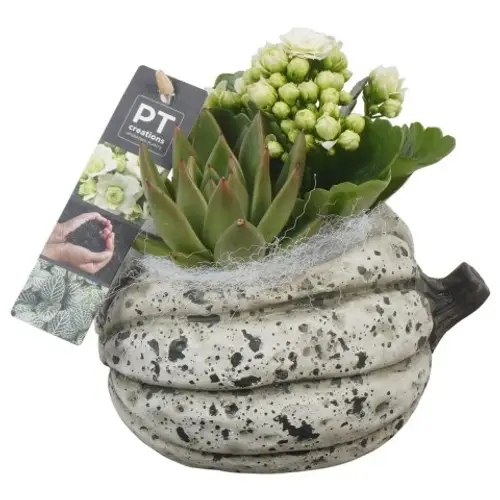 Kal.Arr PTHI5489 Herbst T15 H016