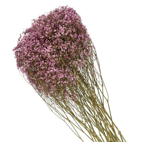 Trocken Gyps lila L70cm
