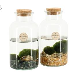 Wasser.Arr mix 90527 Marimo T10 H020