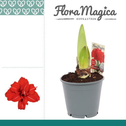 Amar.2er rot Peacock T14 H25 114864