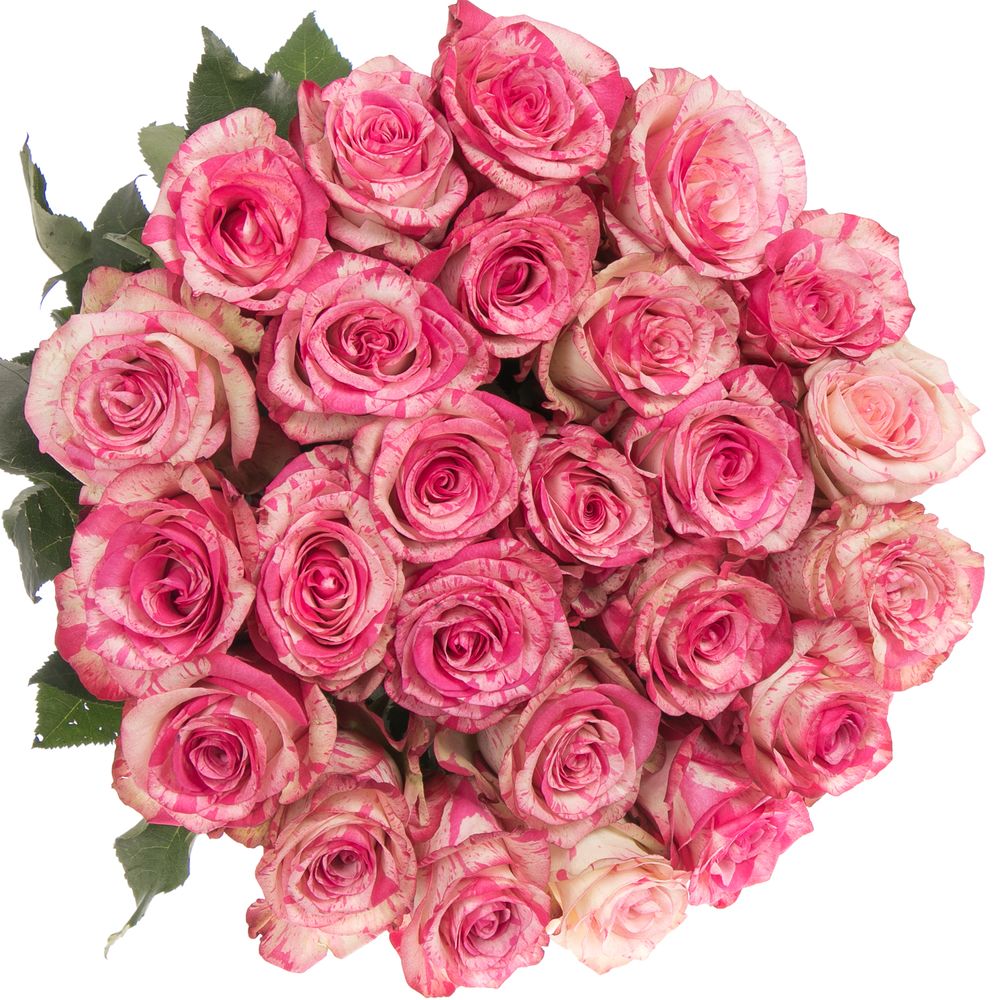 Rose creme/rosa Magic Times (Ec) 50cm