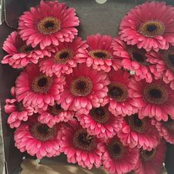 Germini rosa Amelie