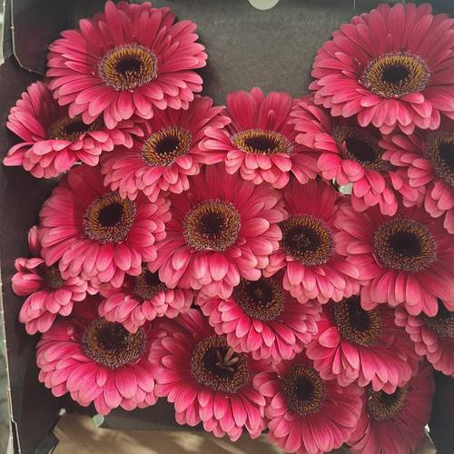 Germini rosa Amelie