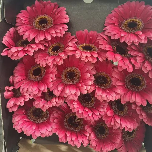 Germini rosa Amelie