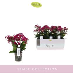 Phal.3-5 R Boquetto Temptation T12 H035