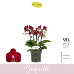 Phal.3-5R fuchsia Boquetto Temptation T12 H035
