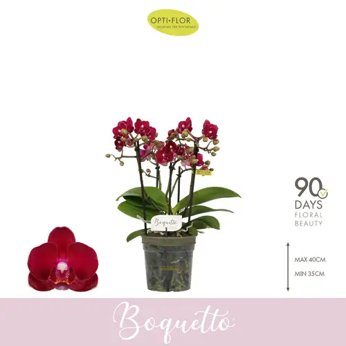 Phal.3-5R fuchsia Boquetto Temptation T12 H035