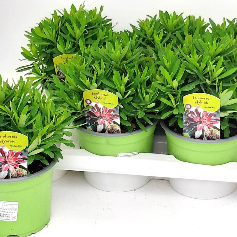 Euphorbia Athene T17 H032