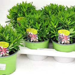 Euphorbia Athene T17 H032