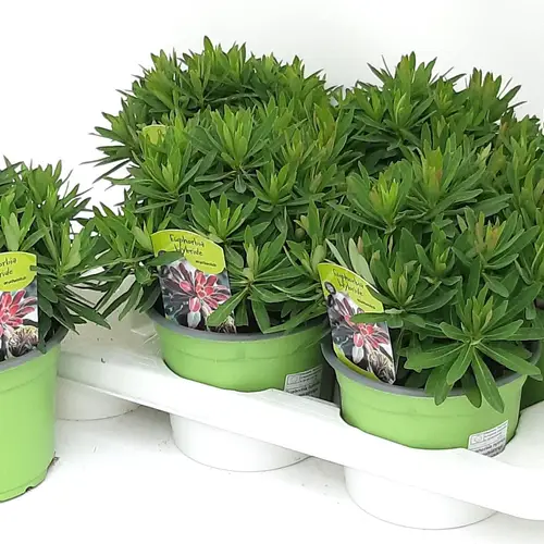 Euphorbia Athene T17 H032