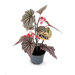 Begonia Maculata Ashura Wing T12 H035