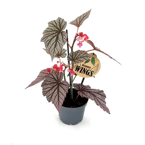 Begonia Maculata Ashura Wing T12 H035
