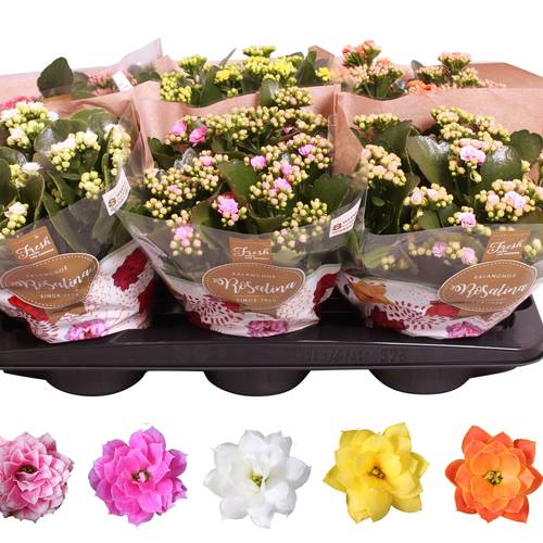 Kal.Gef. mix T15 H027