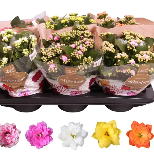 Kal.Gef. mix T15 H027