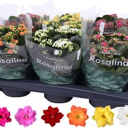 Kal.Gef. mix T15 H027