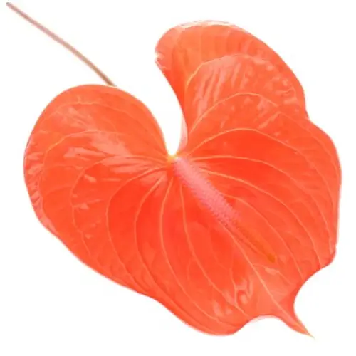 Anthurium orange Summer Blüte 13cm