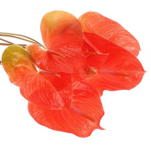 Anthurium orange Summer Blüte 13cm