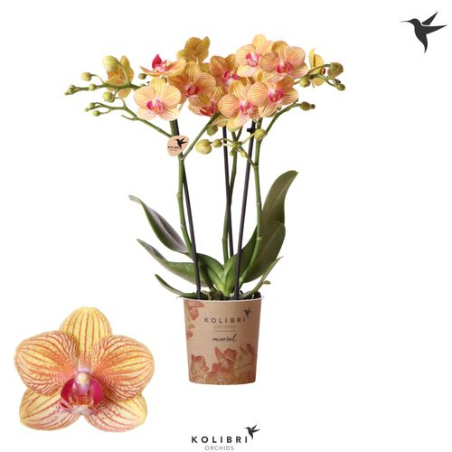 Phal.3-R orange Jamaica Kolibri T09 H40