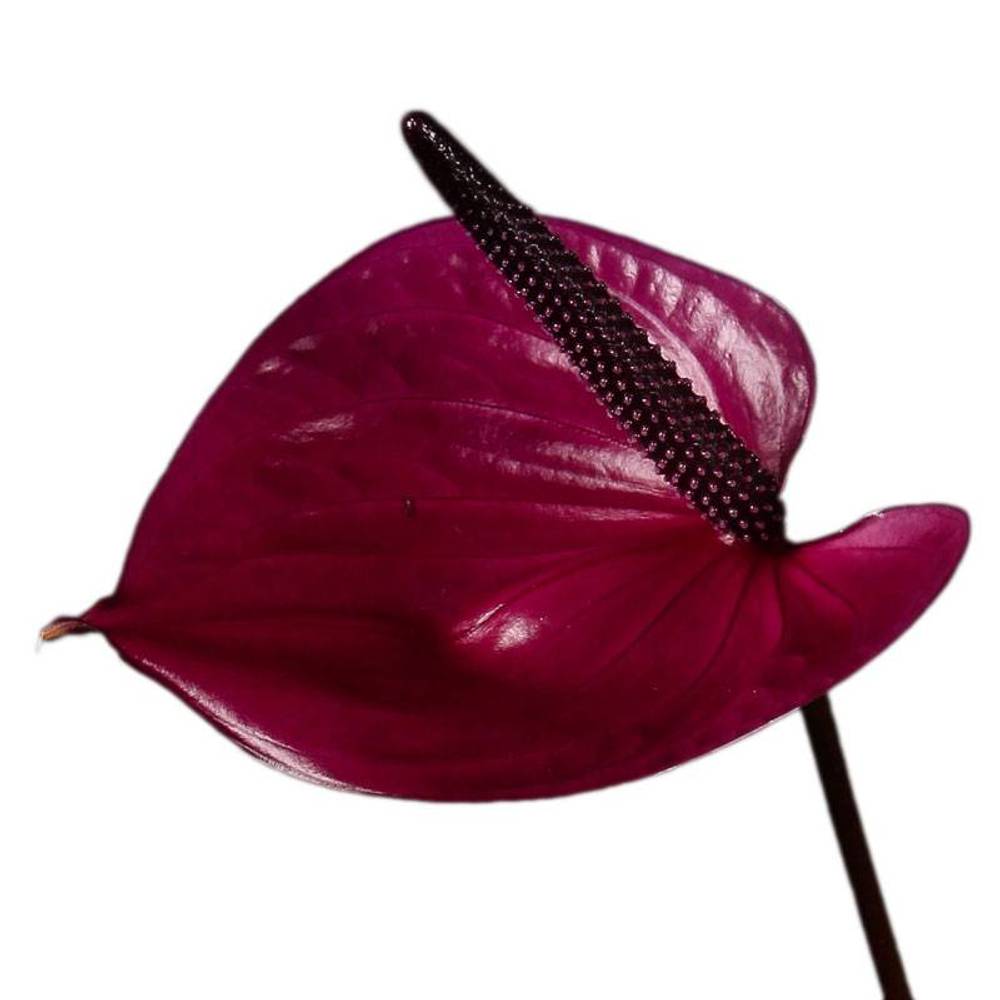 Anthurium dunkel lila Maravilla Blüte 13cm