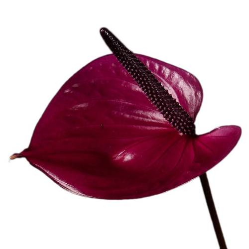 Anthurium dunkel lila Maravilla Blüte 13cm