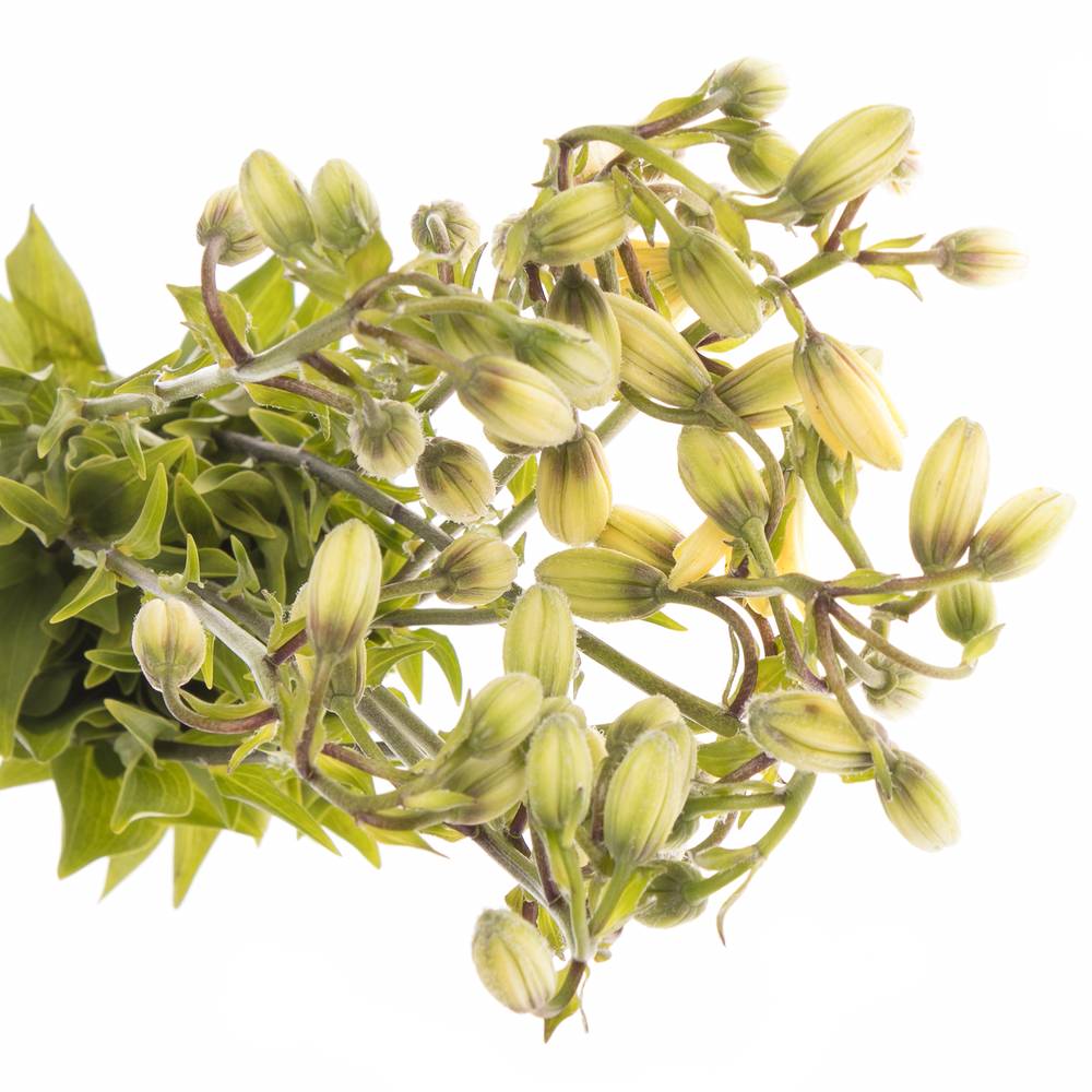 Li.Ma Golden Morning 80 cm
