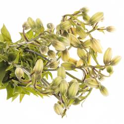 Li.Ma Golden Morning 80 cm