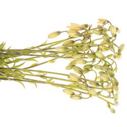 Li.Ma Golden Morning 80 cm
