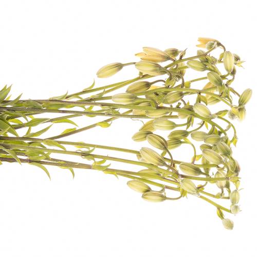 Li.Ma Golden Morning 80 cm