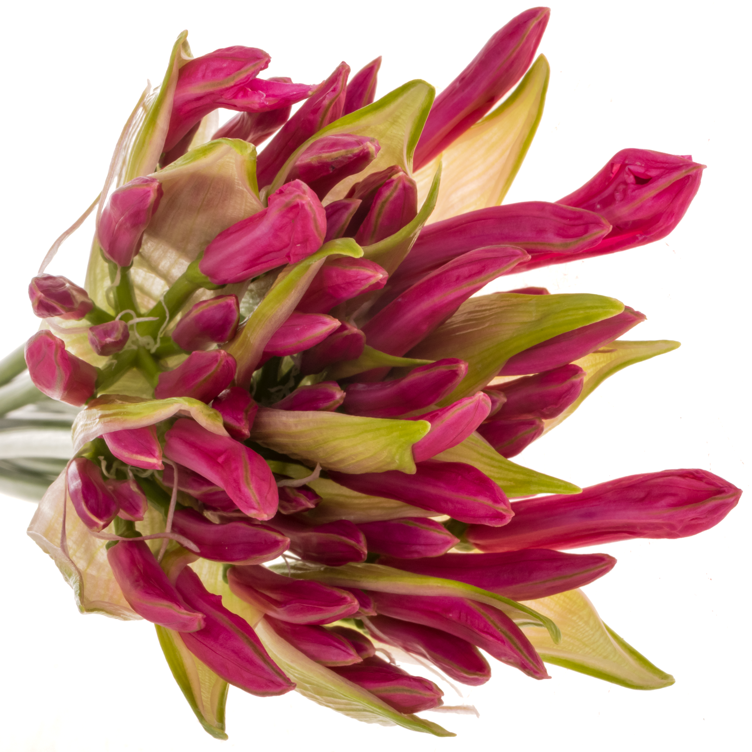 Nerine rosa Ras van Roon 60cm