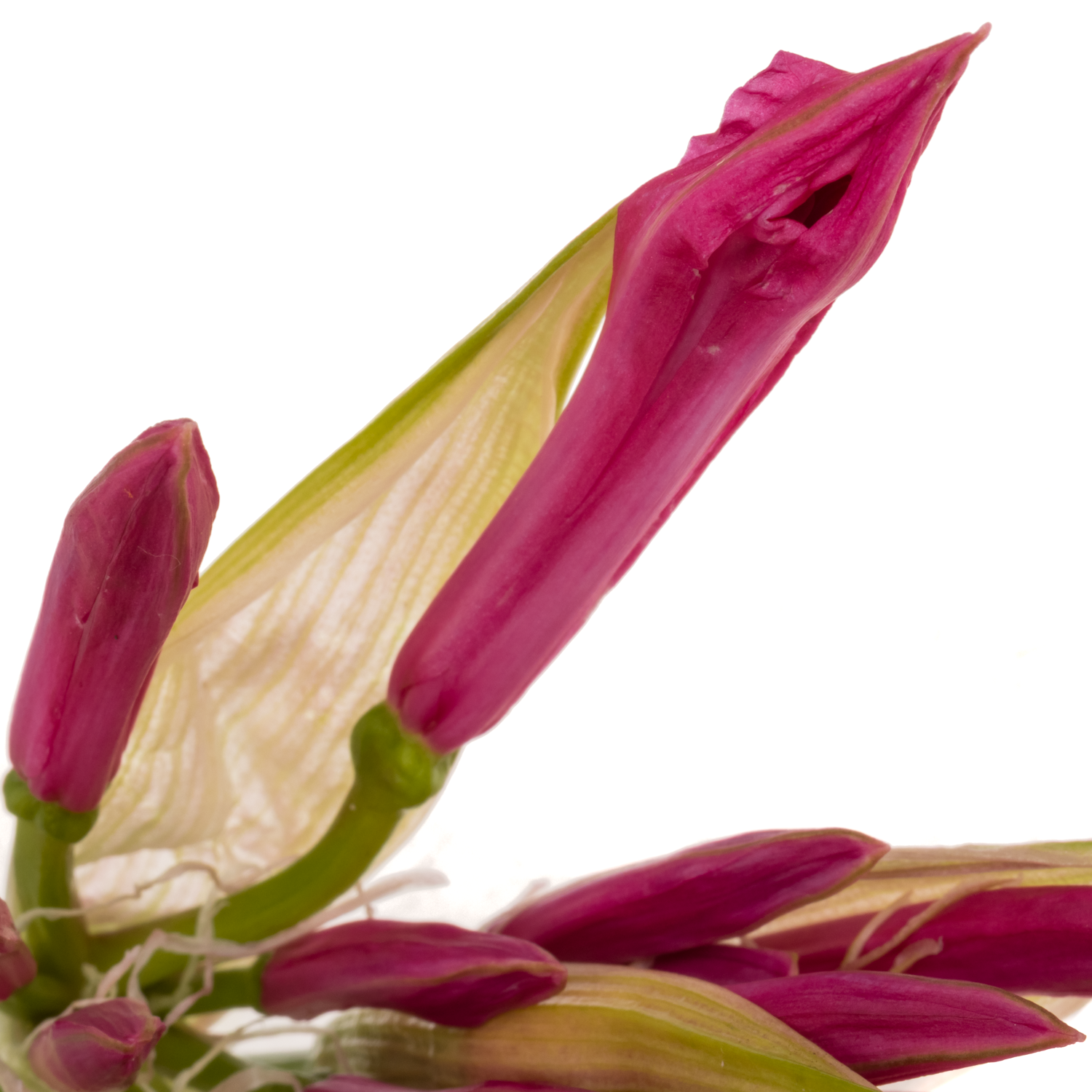 Nerine rosa Ras van Roon 60cm