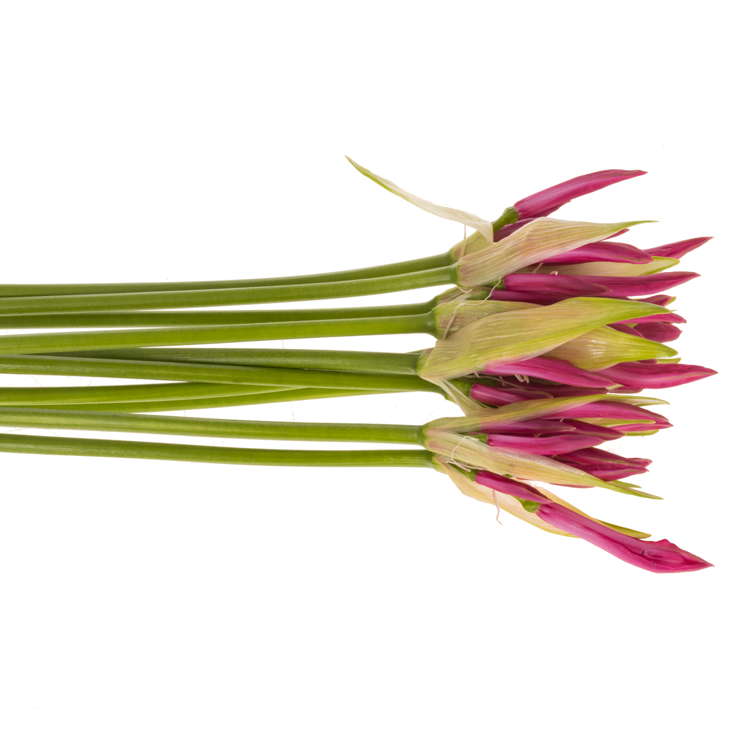 Nerine rosa Ras van Roon 60cm