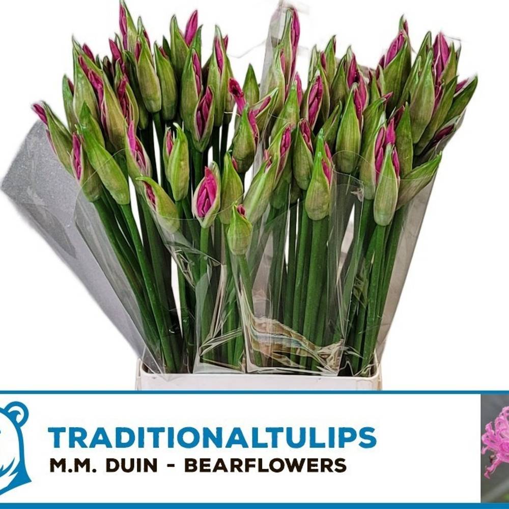 Nerine rosa Ras van Roon 60cm