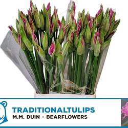 Nerine rosa Ras van Roon 60cm