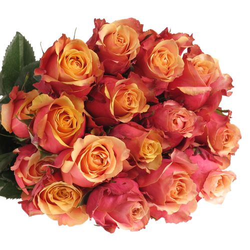 Rose orange/gelb Cherry Brandy (Ec) 50cm