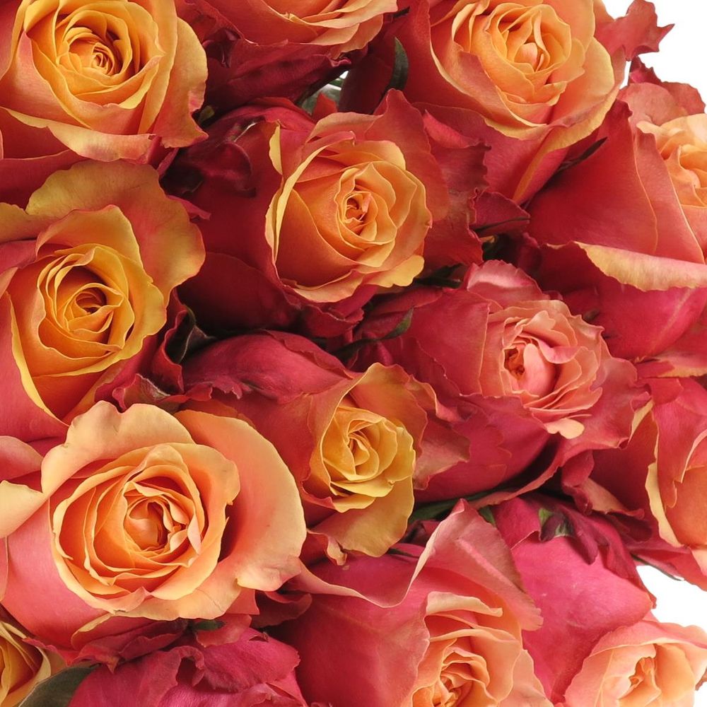 Rose orange/gelb Cherry Brandy (Ec) 50cm