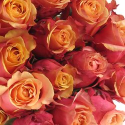 Rose orange/gelb Cherry Brandy (Ec) 50cm