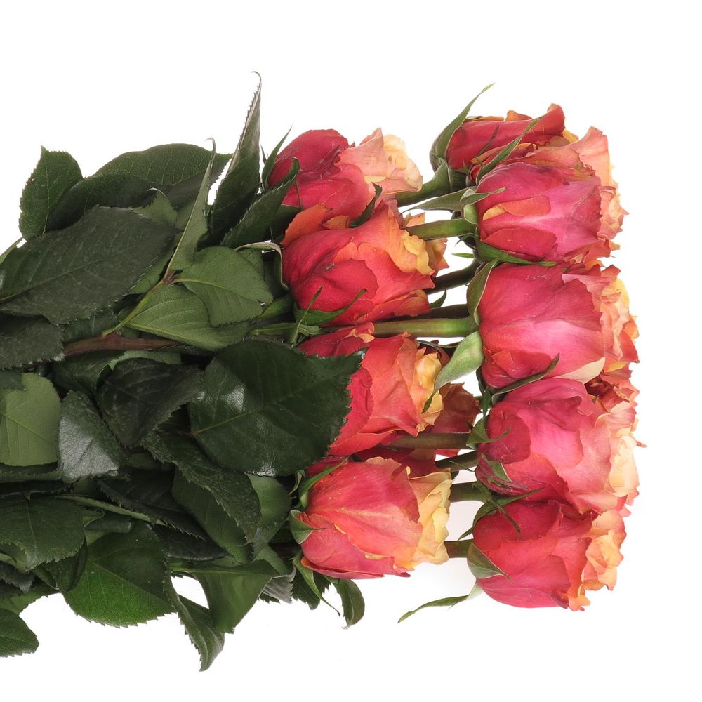 Rose orange/gelb Cherry Brandy (Ec) 50cm