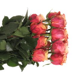 Rose orange/gelb Cherry Brandy (Ec) 50cm