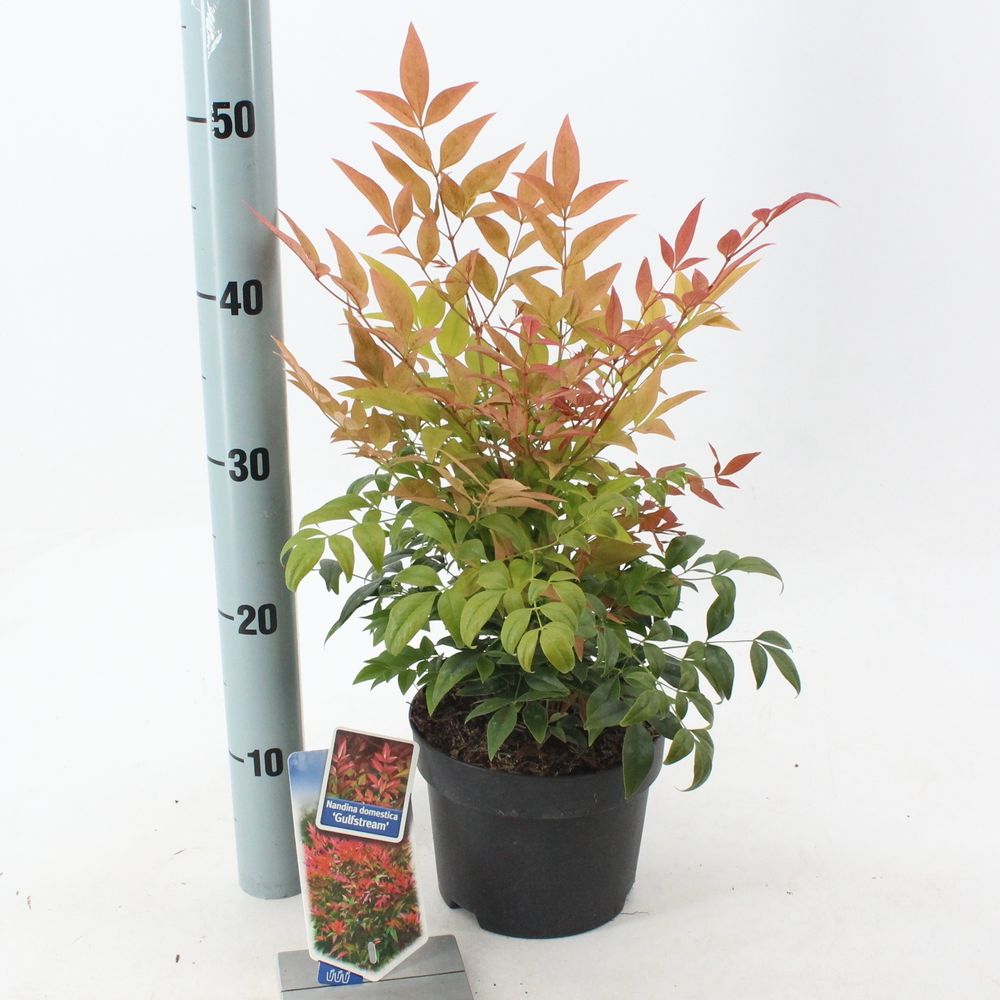 Nandina Gulfstream T17 H25