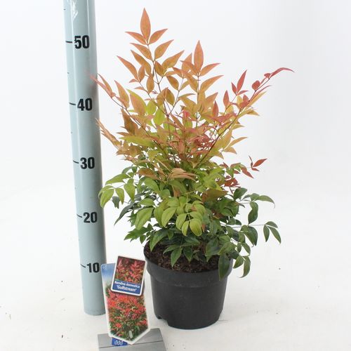 Nandina Gulfstream T17 H25