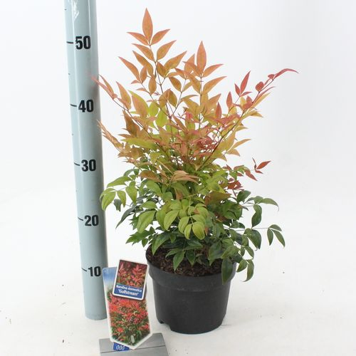 Nandina Gulfstream T17 H25