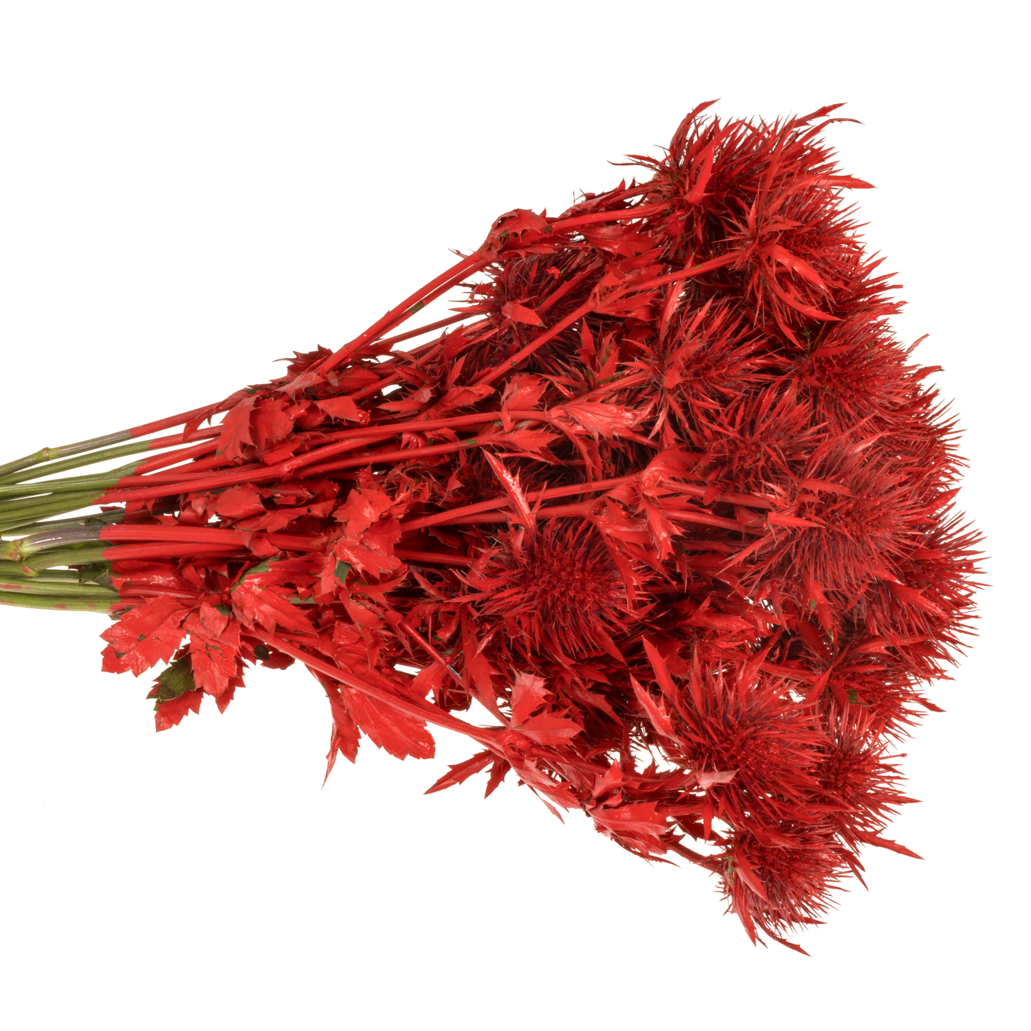 Distel rot gefärbt Magnetar 40cm