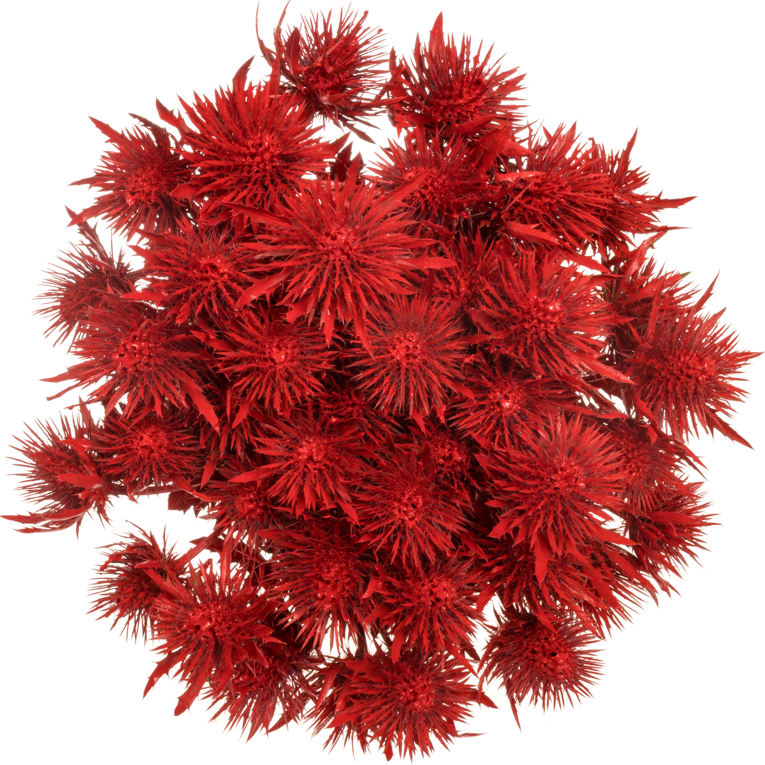 Distel rot gefärbt Magnetar 40cm