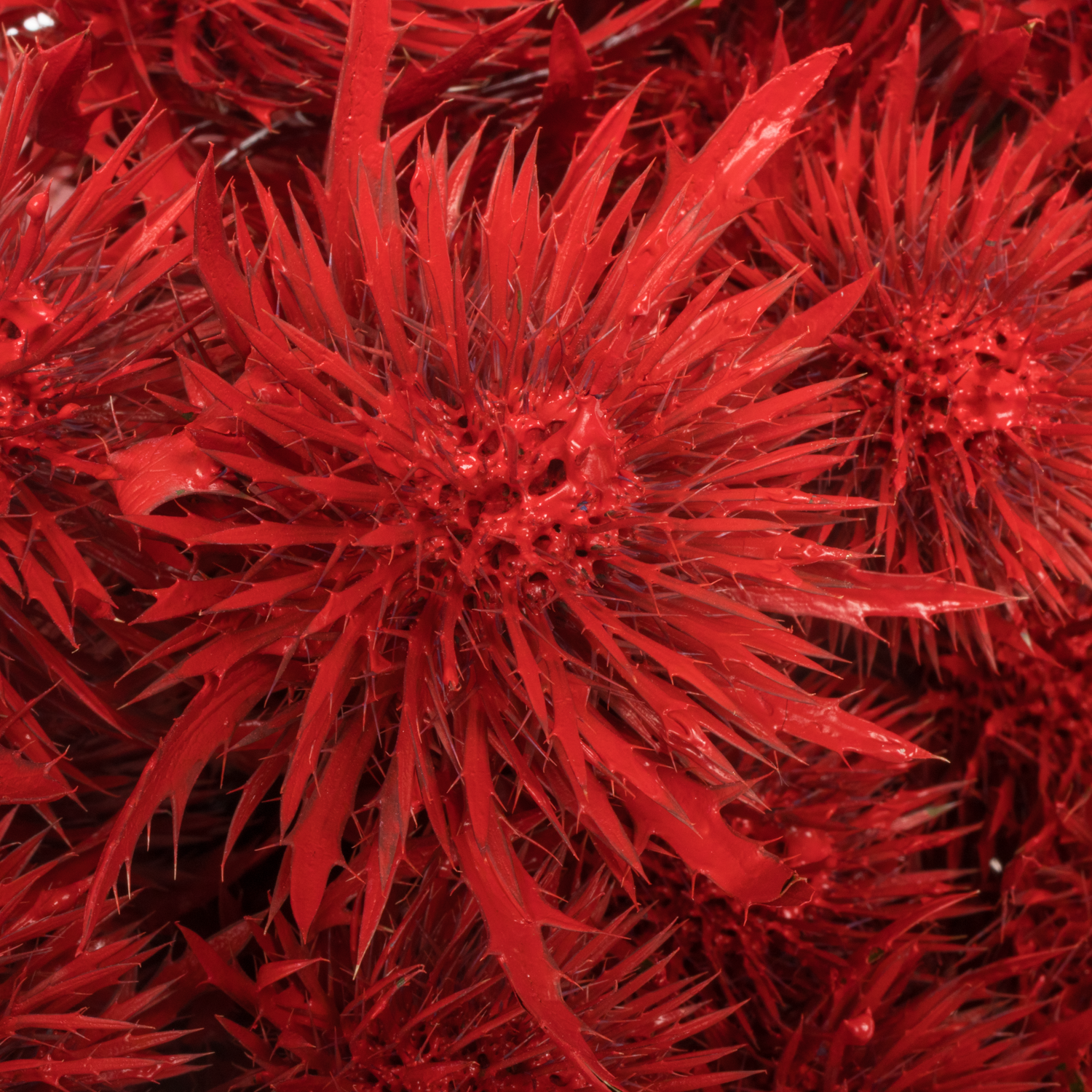 Distel rot gefärbt Magnetar 40cm